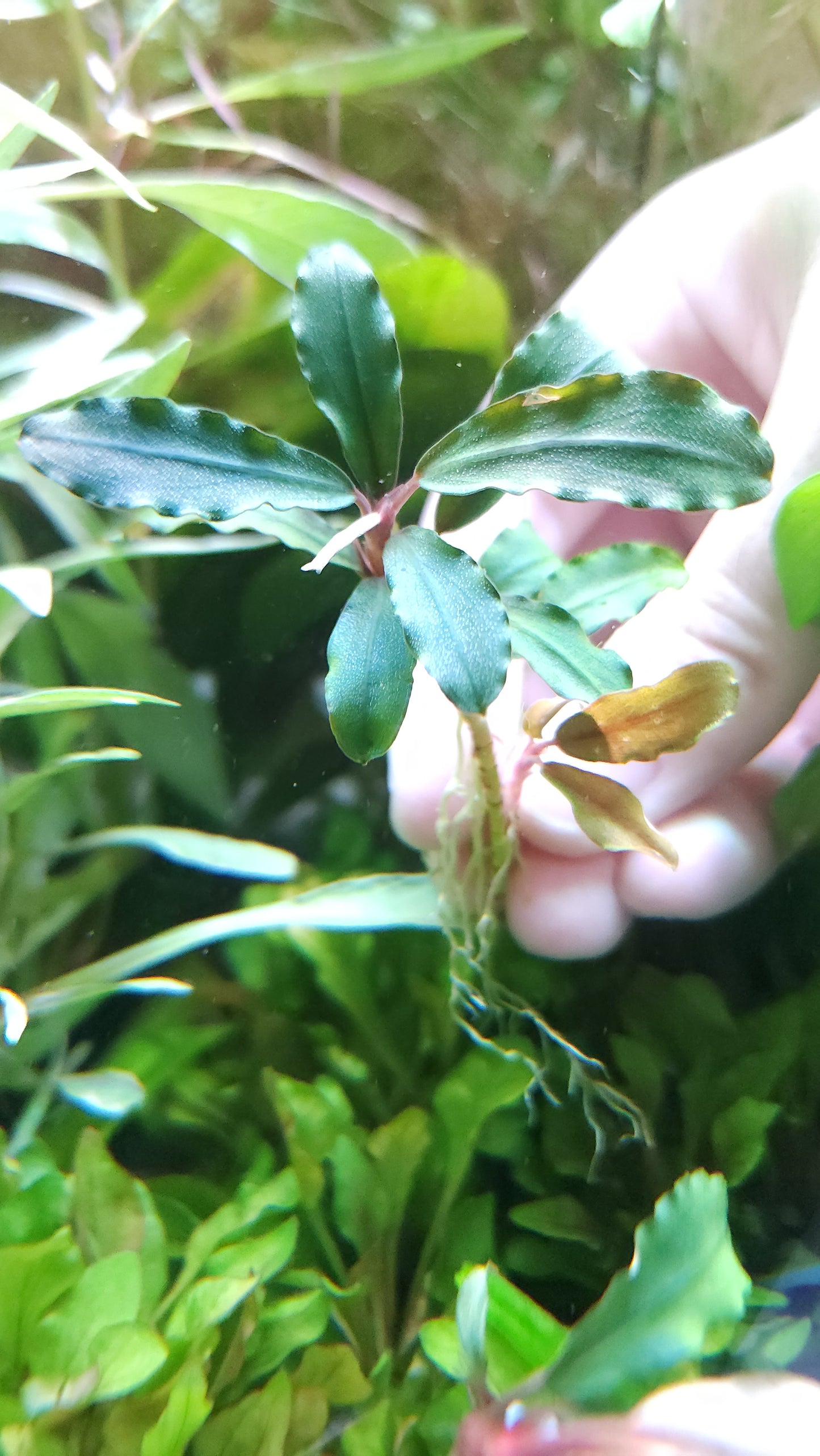 BUCEPHALANDRA ARTEMIS