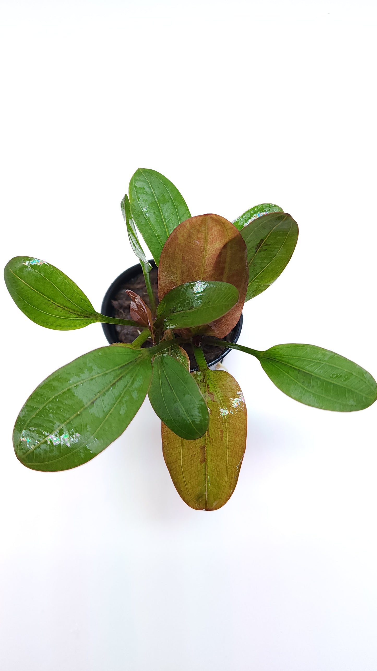 Echinodorus Hadi Pearl
