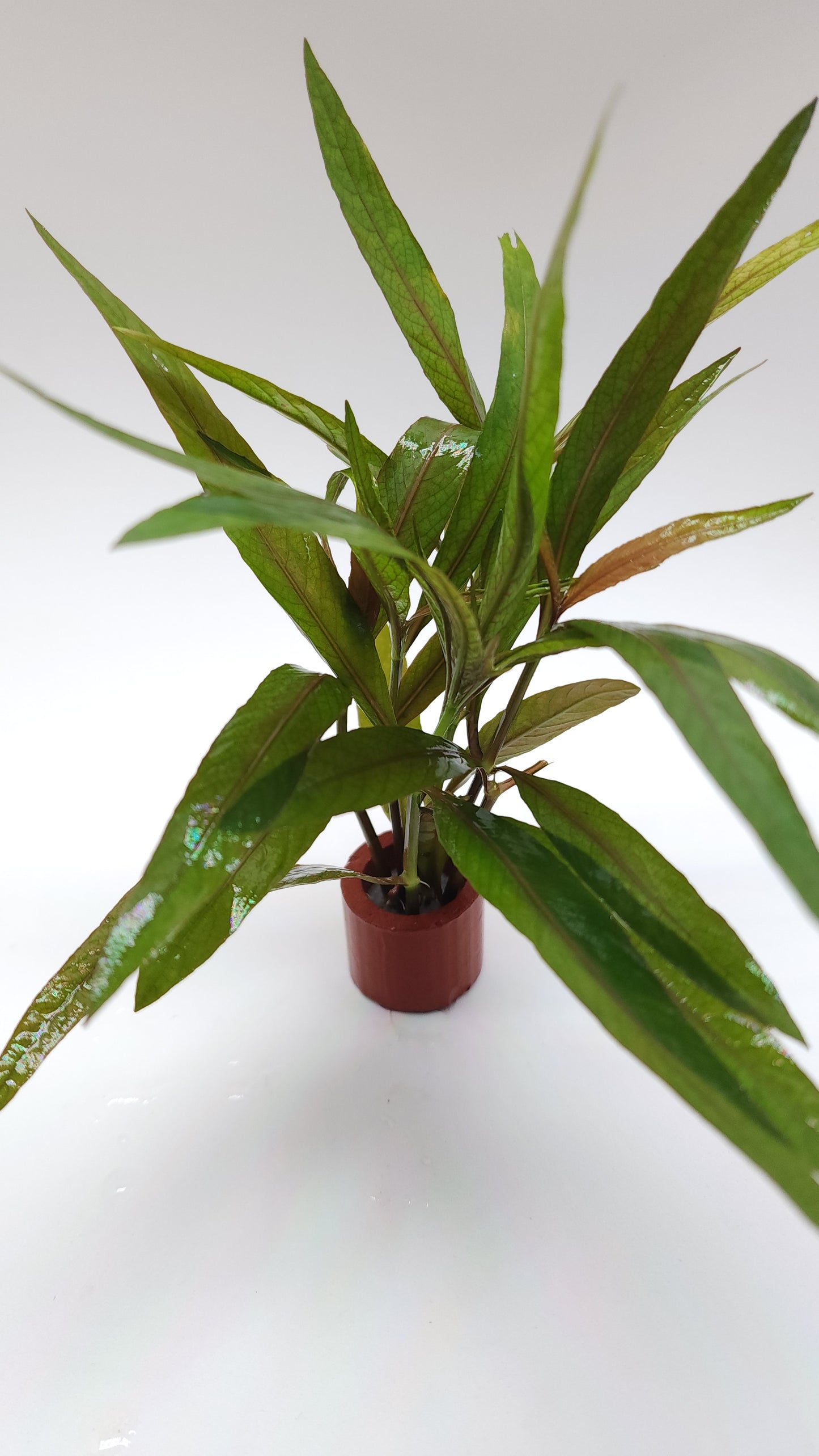 Hygrophila salicifolia rubra