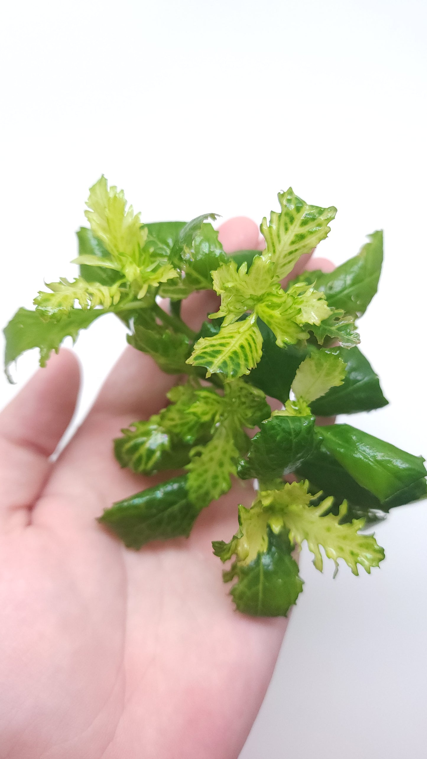Hygrophila difformis variegated