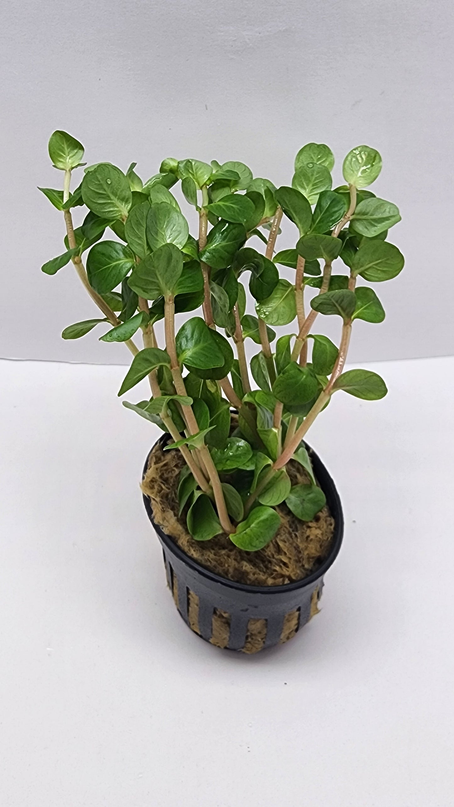 Rotala rotundifolia manipurensis