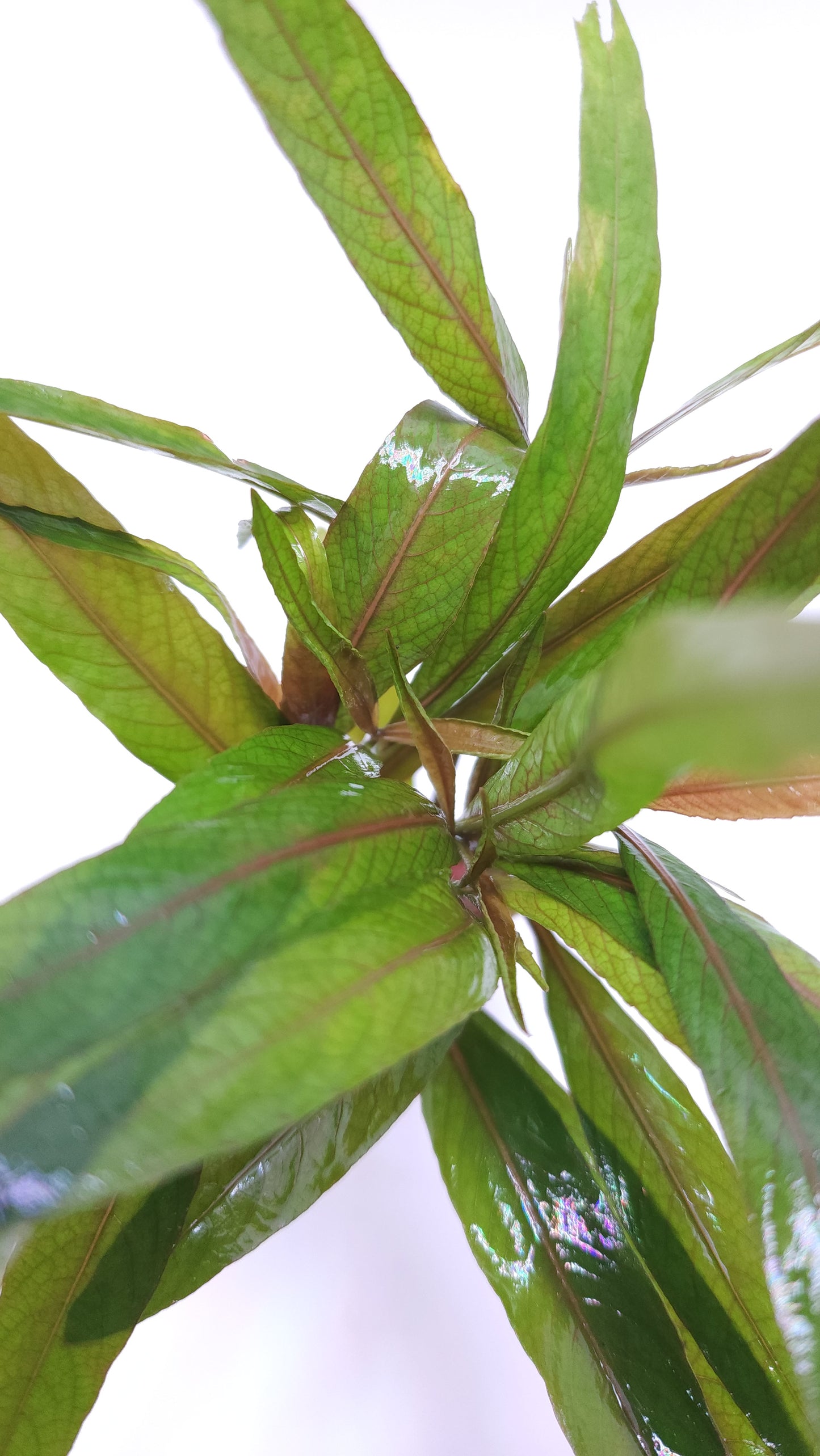 Hygrophila salicifolia rubra