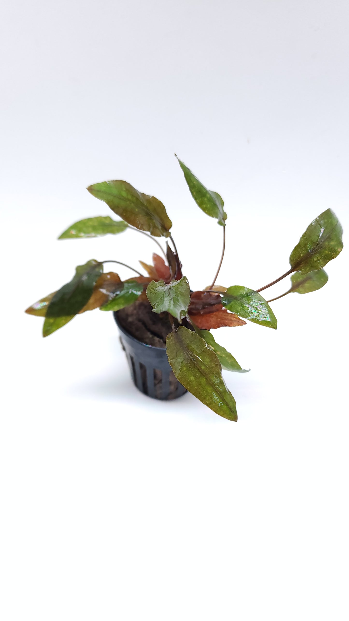 Cryptocoryne Wendtii 'Tropica'