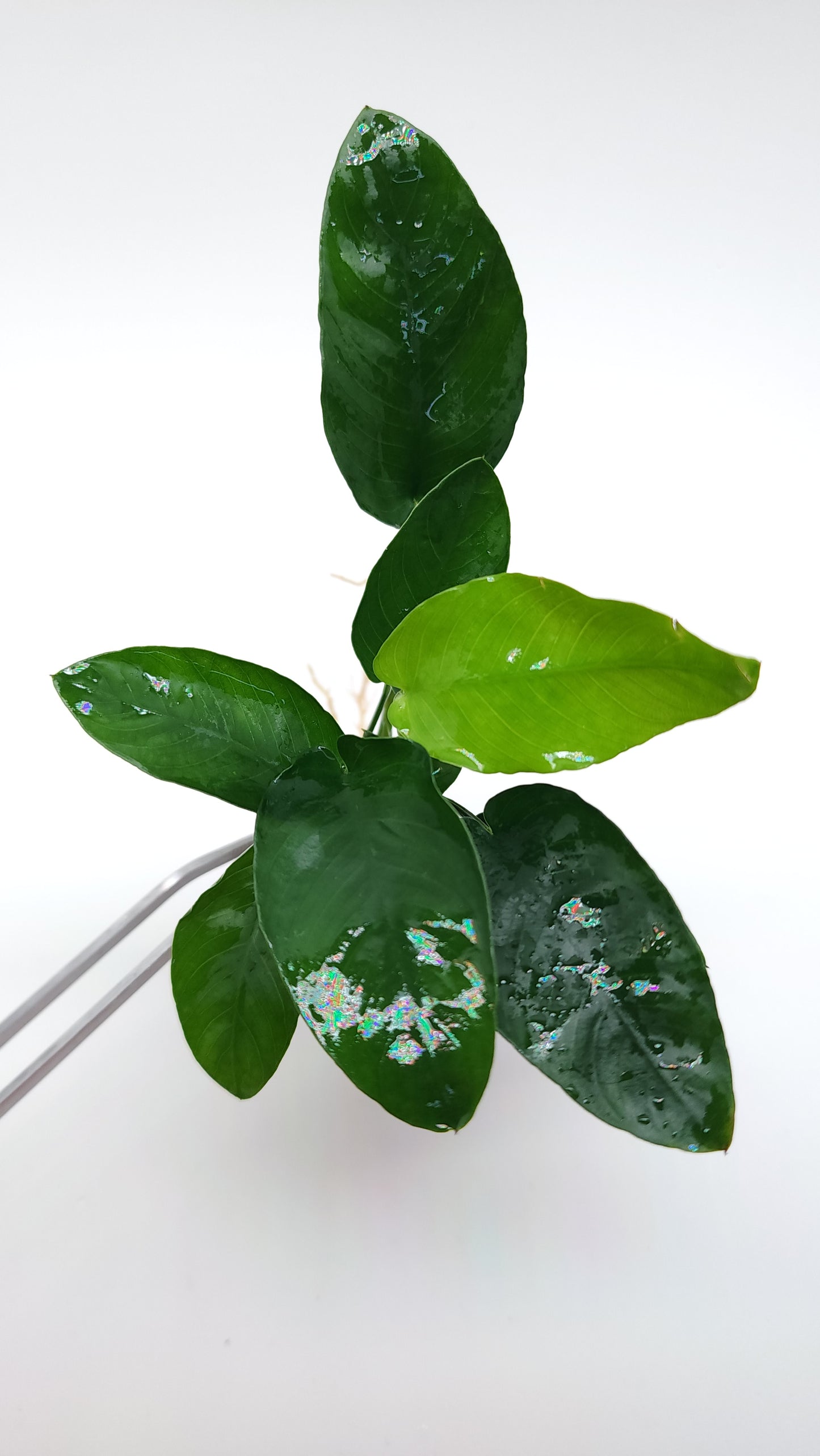 Anubias Barteri var Nana (Ovalis)