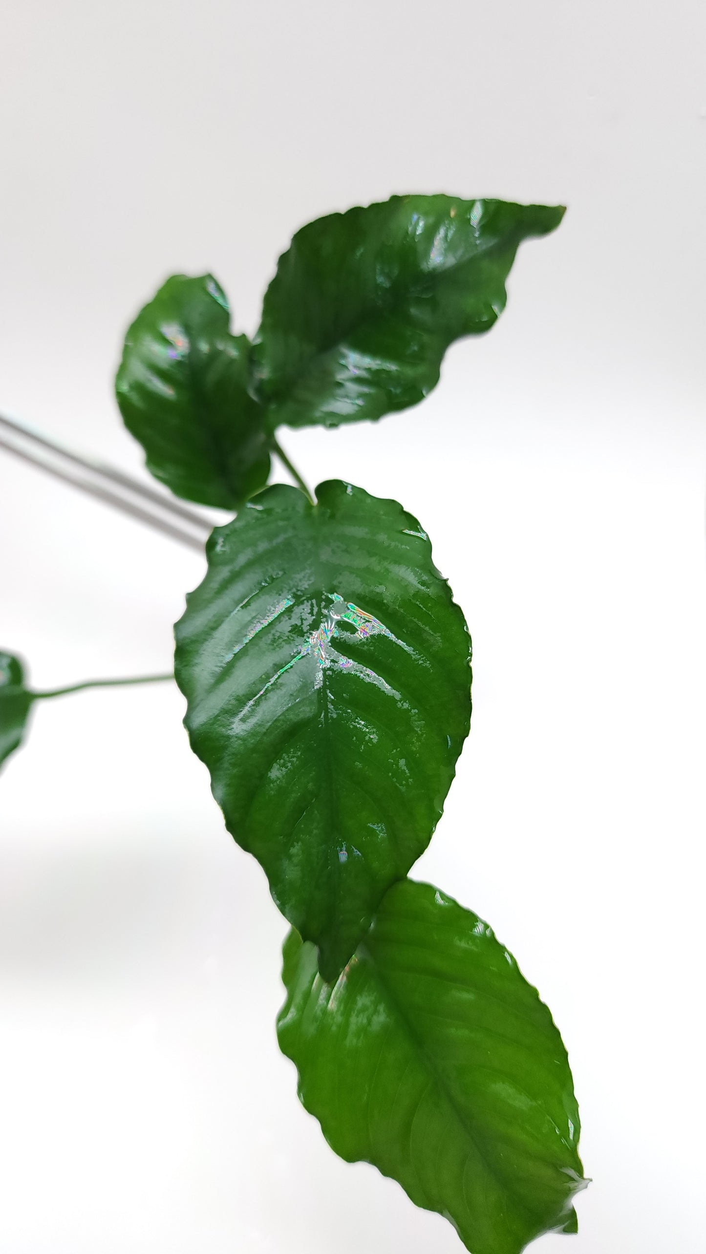 Anubias barteri var nana (wrinkle leaf)