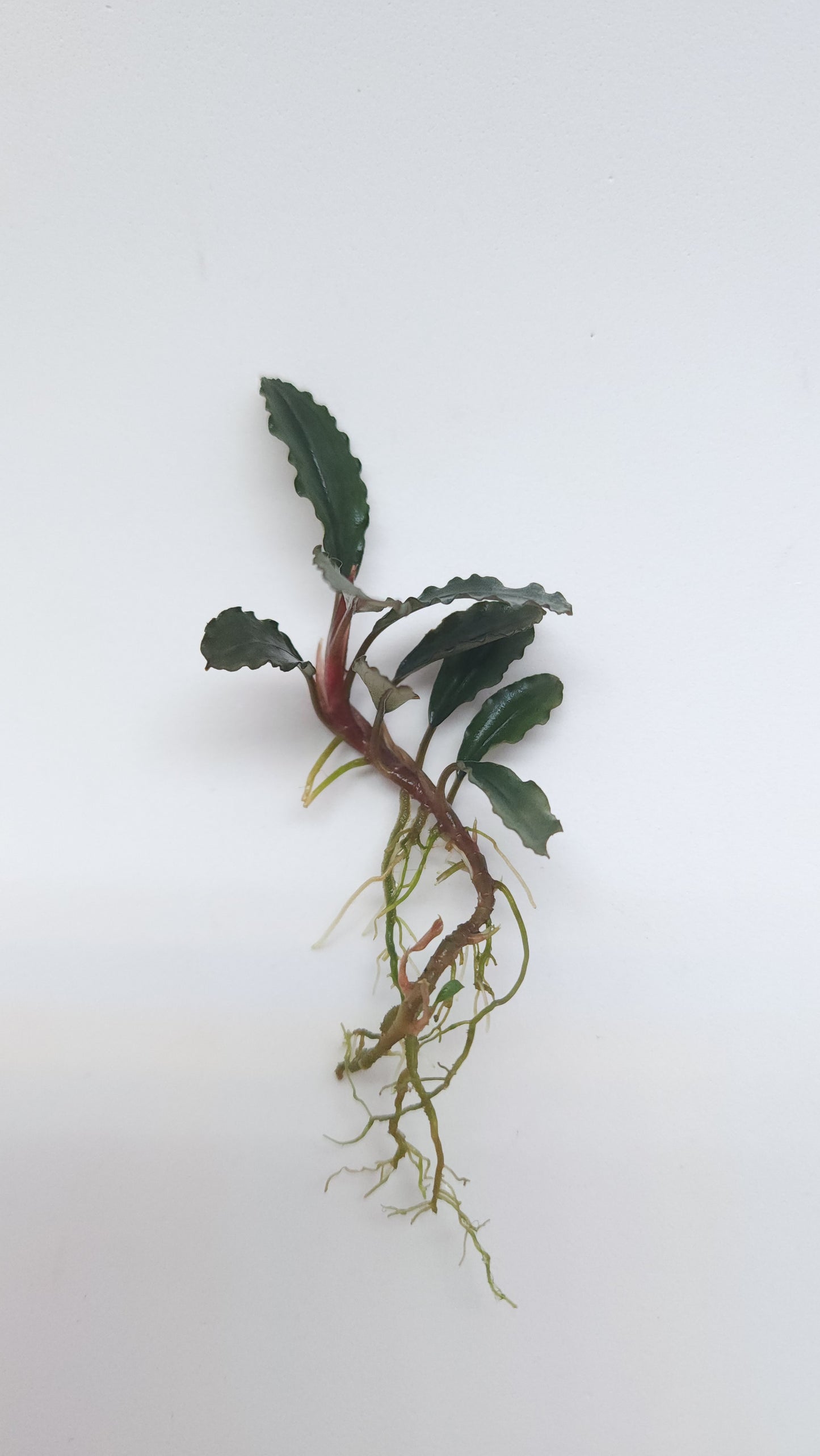 BUCEPHALANDRA SP. CHERISH
