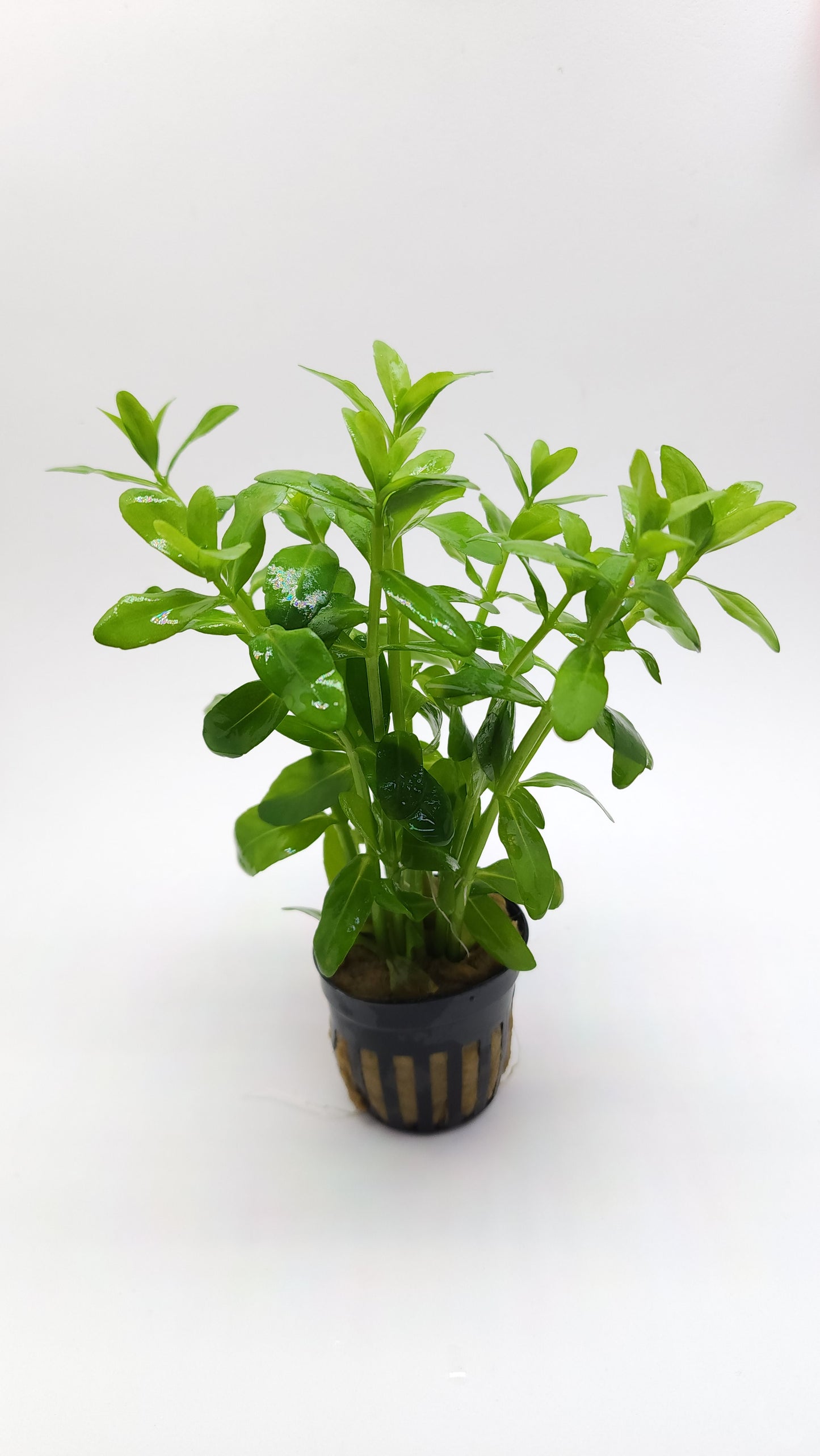 Bacopa madagascariensis