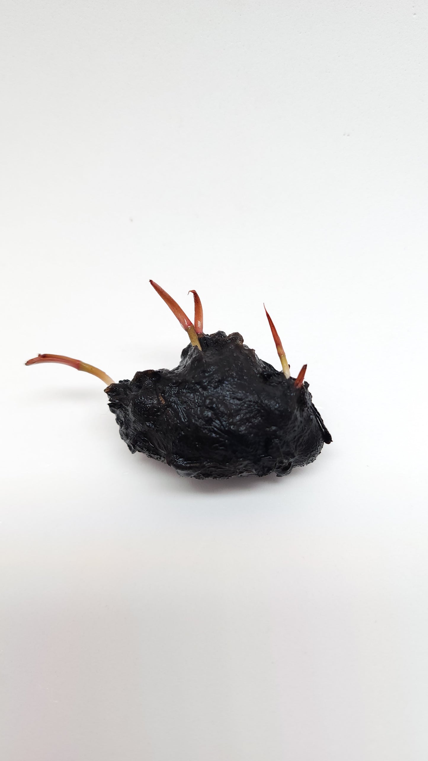 Nymphaea rubra bulb