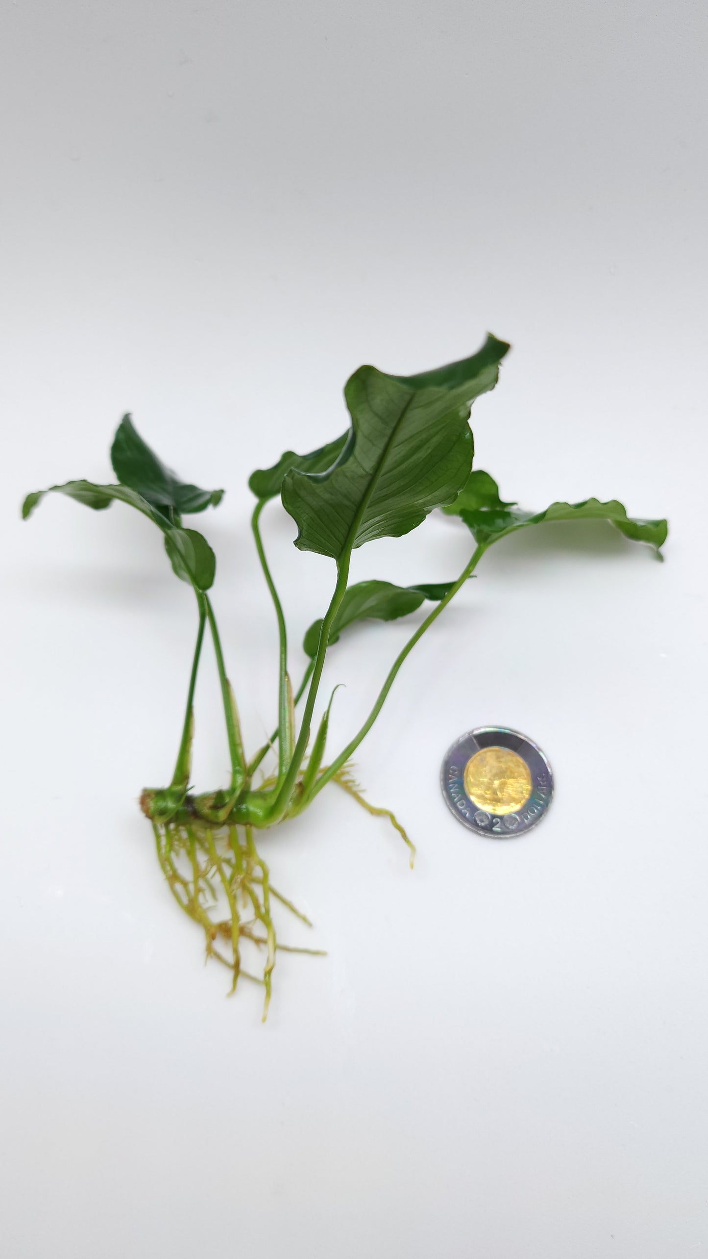 Anubias barteri var nana (wrinkle leaf)