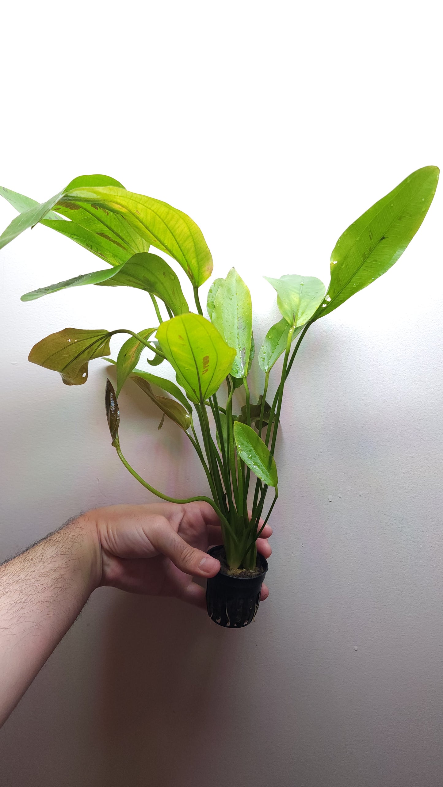 Echinodorus Fire phoenix