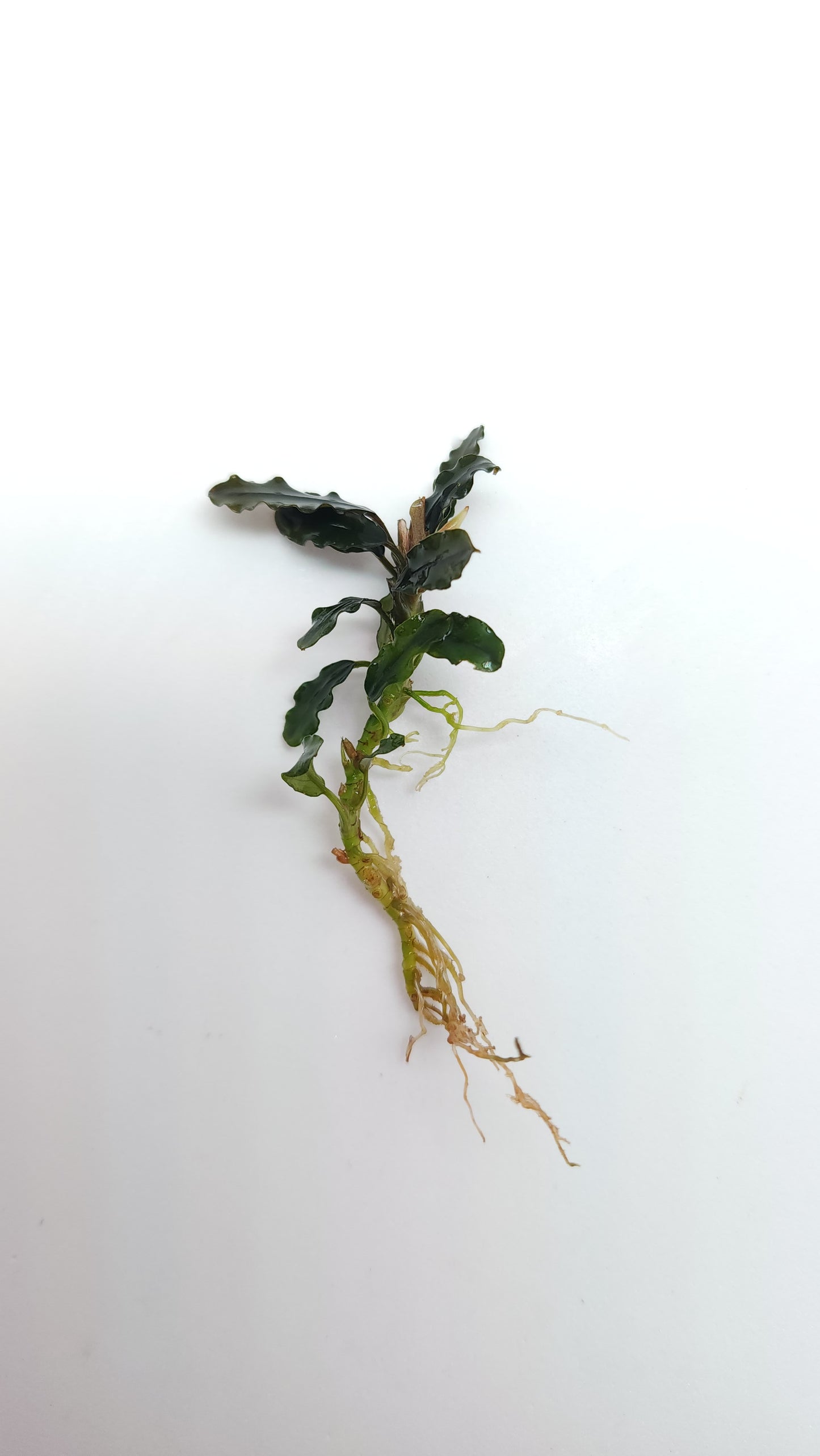 BUCEPHALANDRA SP. MINI BLACK CARPET
