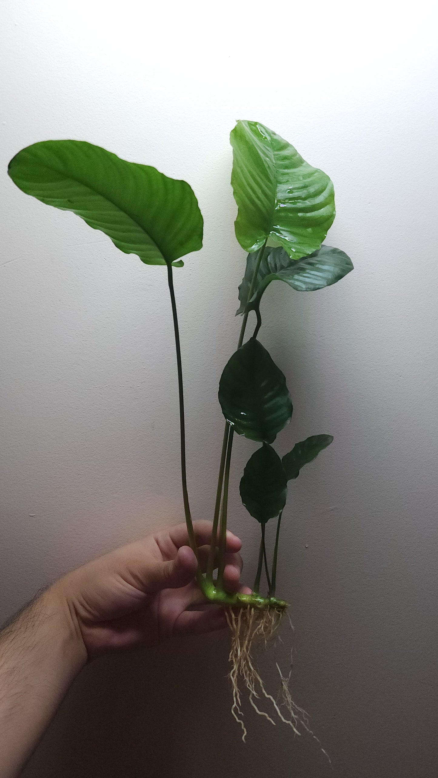 Anubias barteri var nana (wrinkle leaf) Extra Large