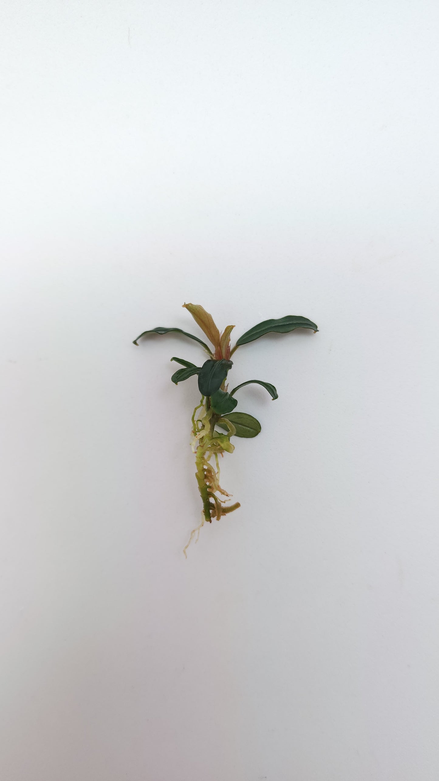 BUCEPHALANDRA BROWNIE PHOENIX