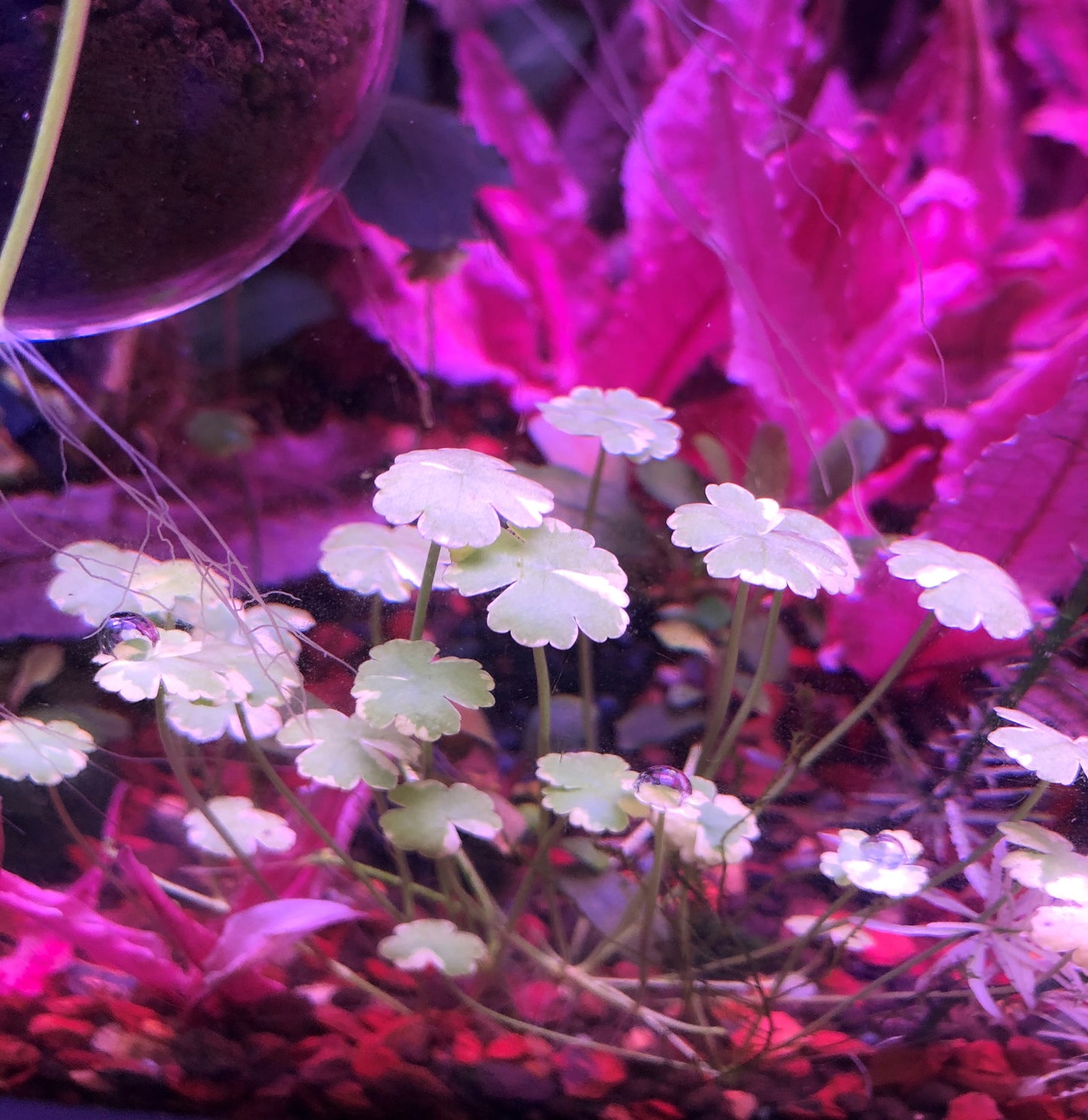 Hydrocotyle Varigata