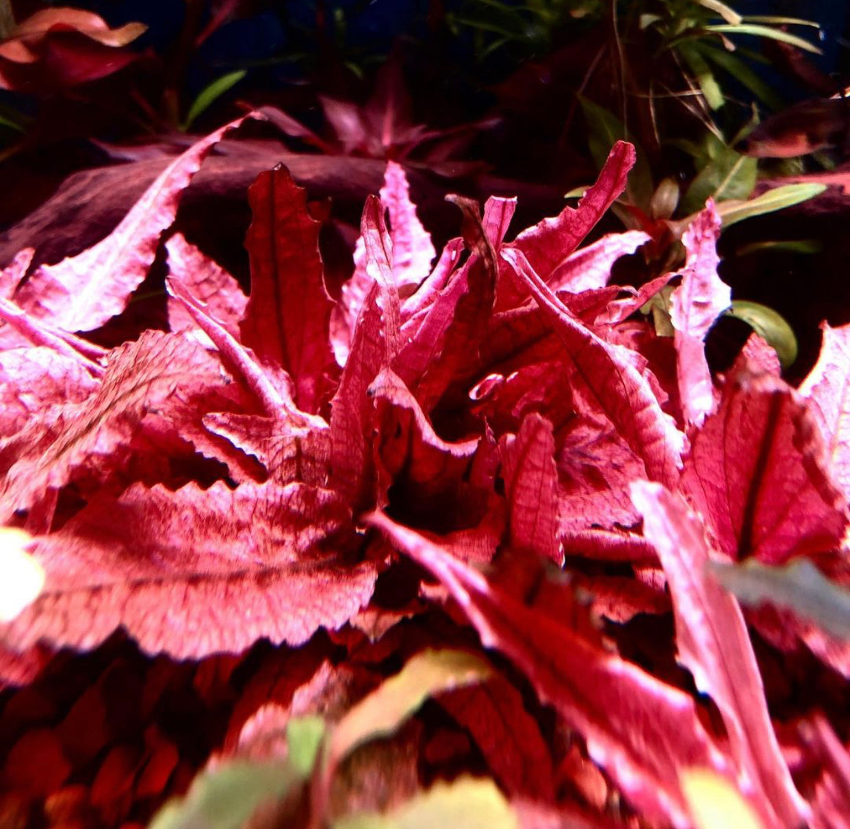 ADA Cryptocoryne Pink Panther