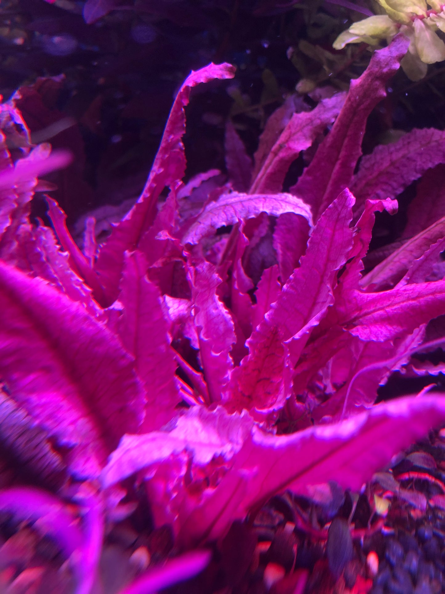 ADA Cryptocoryne Pink Panther