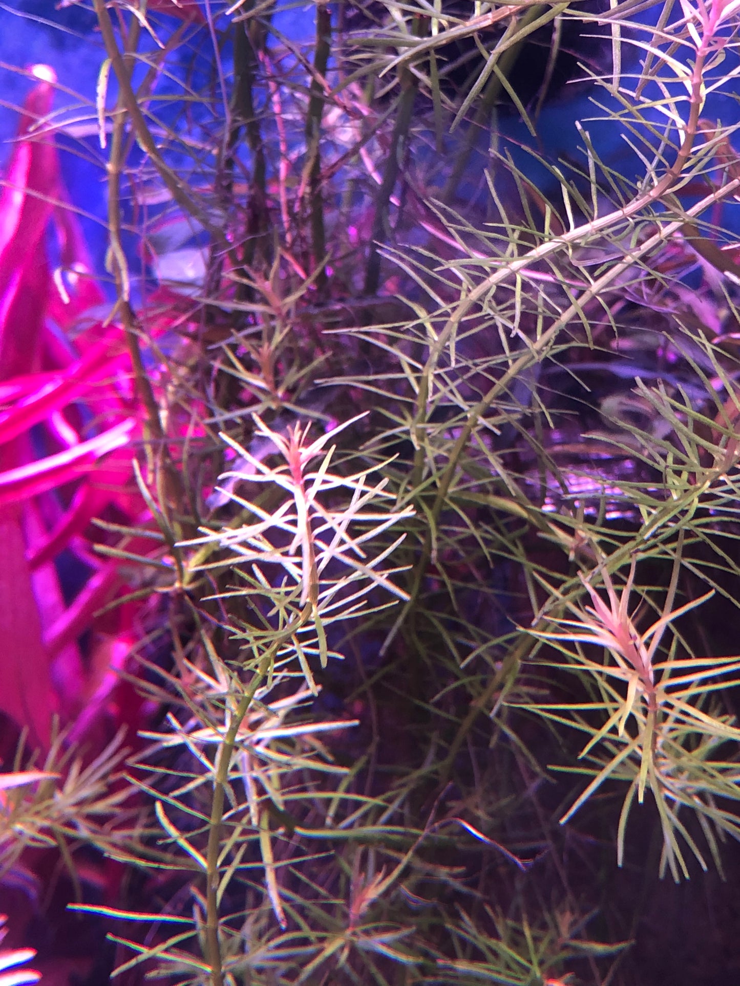 Rotala Nanjenshan