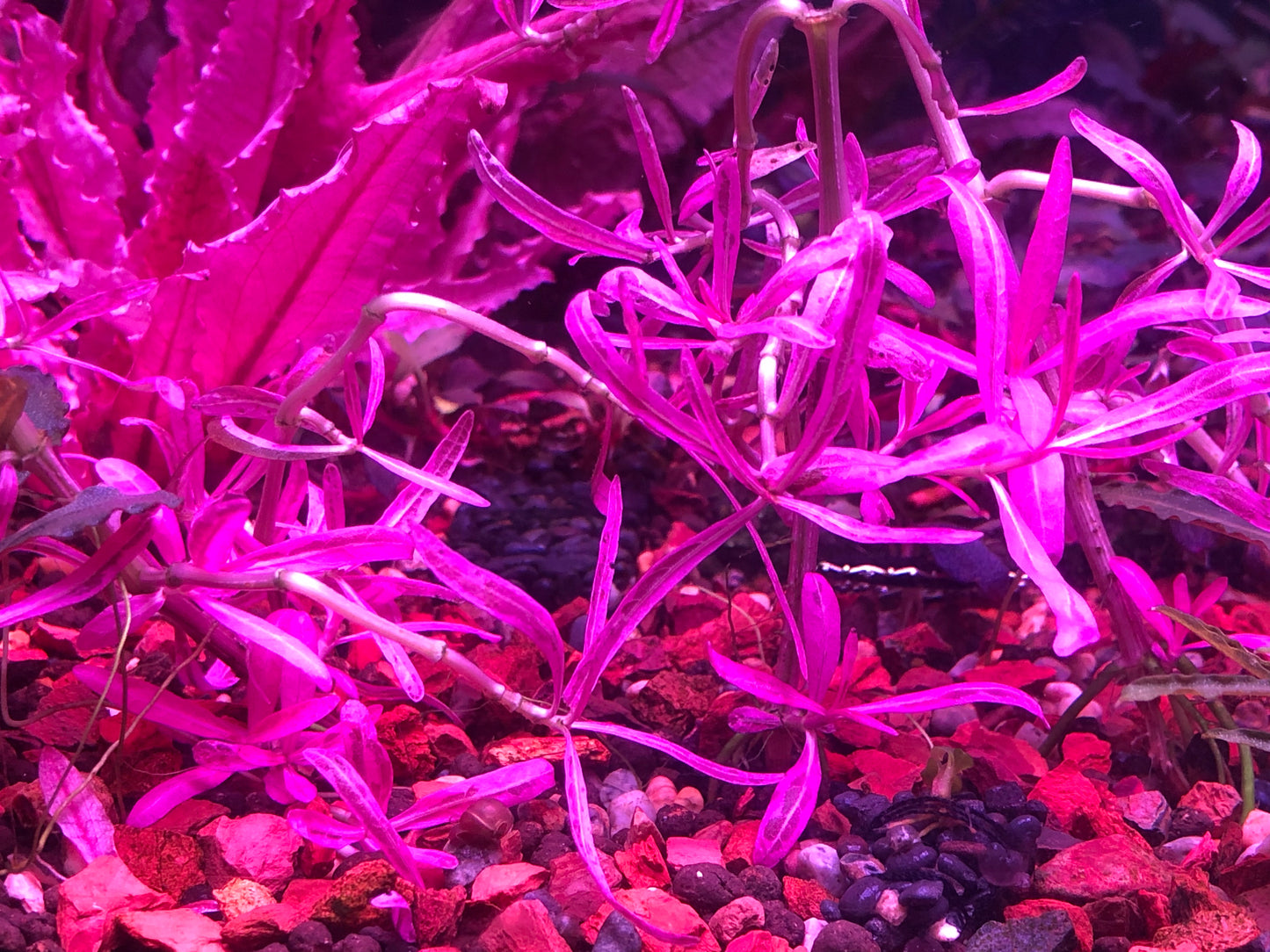 Hygrophila Chai
