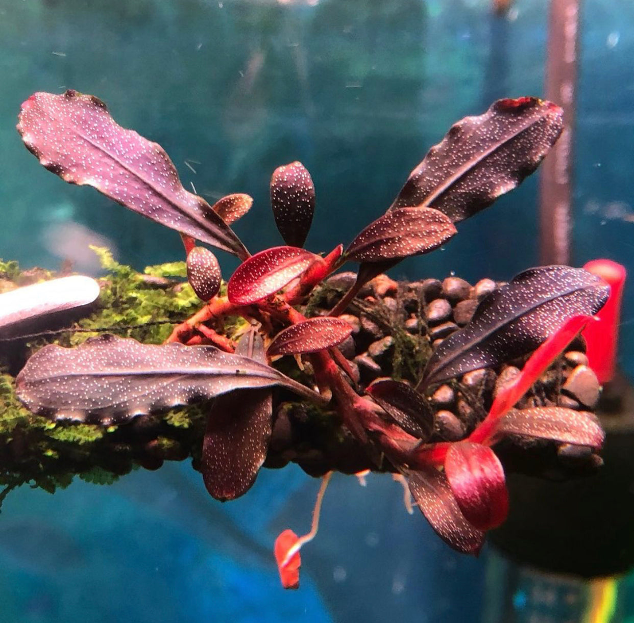 BUCEPHALANDRA BROWNIE GHOST 2011