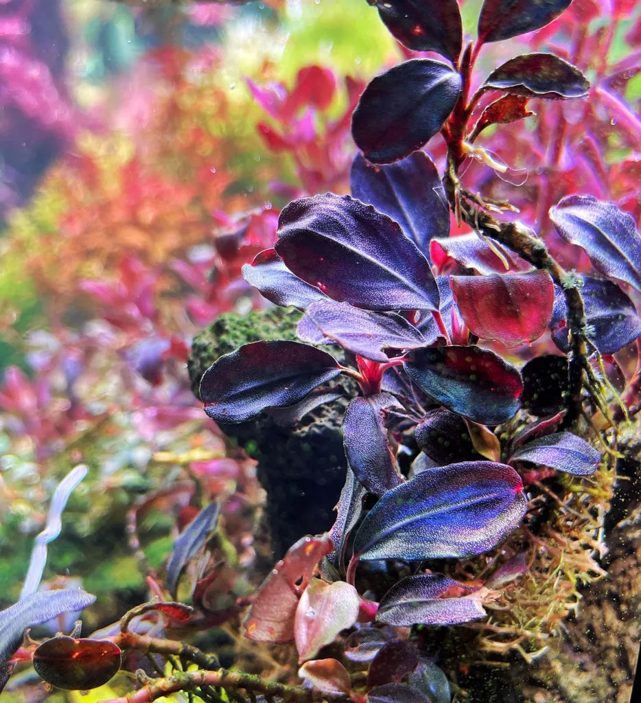 BUCEPHALANDRA BROWNIE HELENA 2012