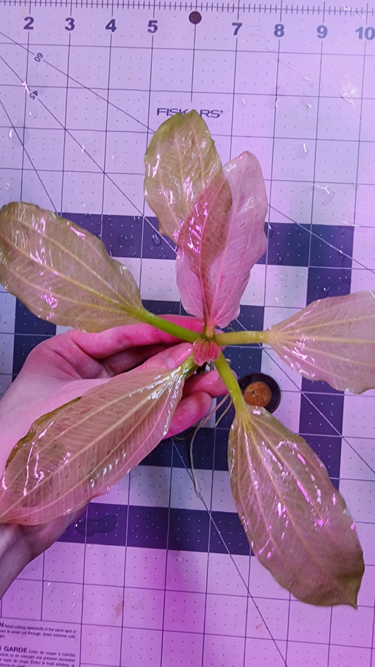 Echinodorus Yellow Sun