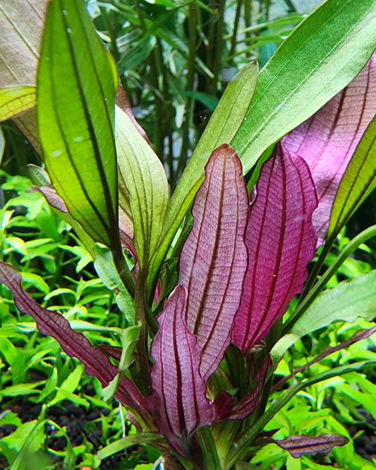 Echinodorus Miracle