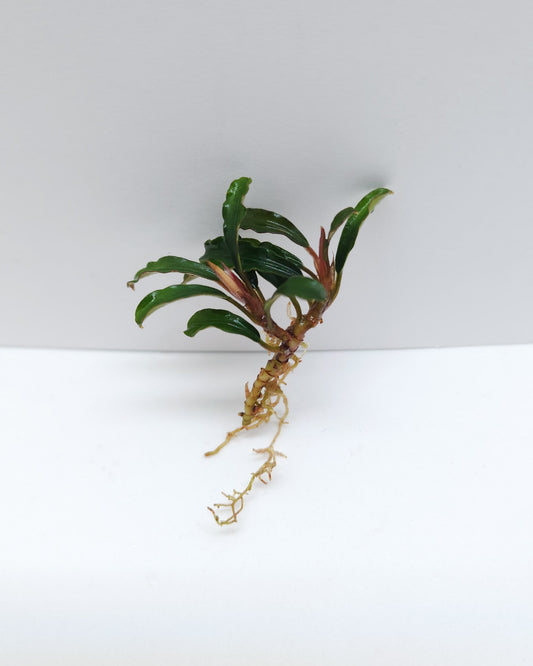 BUCEPHALANDRA SP. BROWNIE MINI