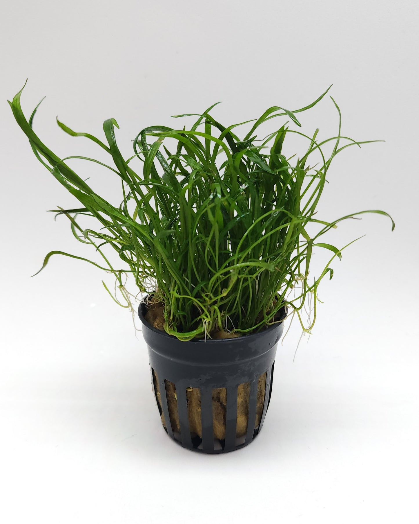 Lilaeopsis novaezelandiae