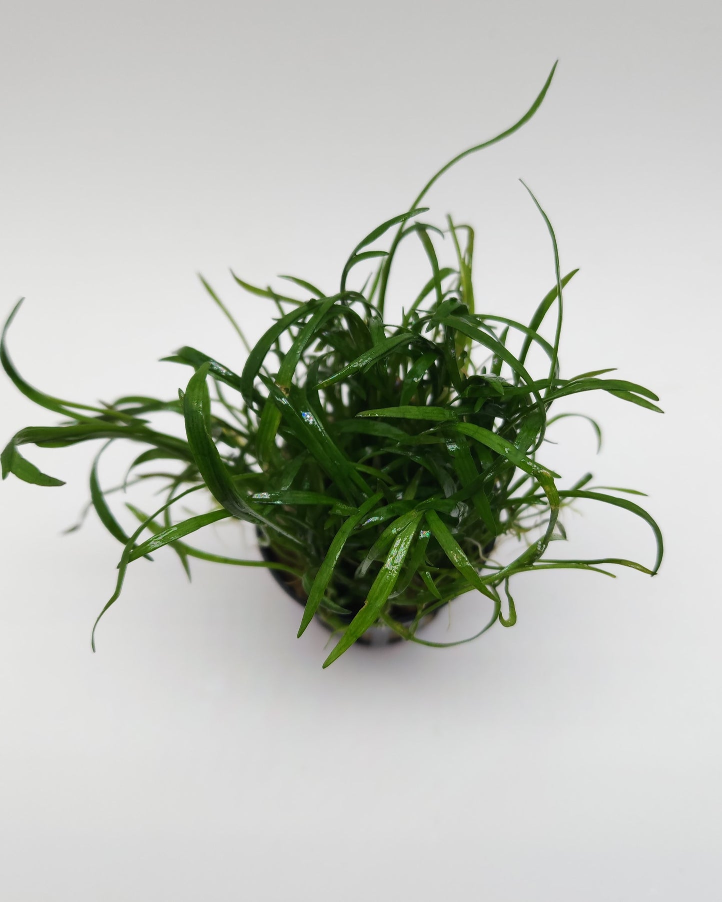 Lilaeopsis novaezelandiae