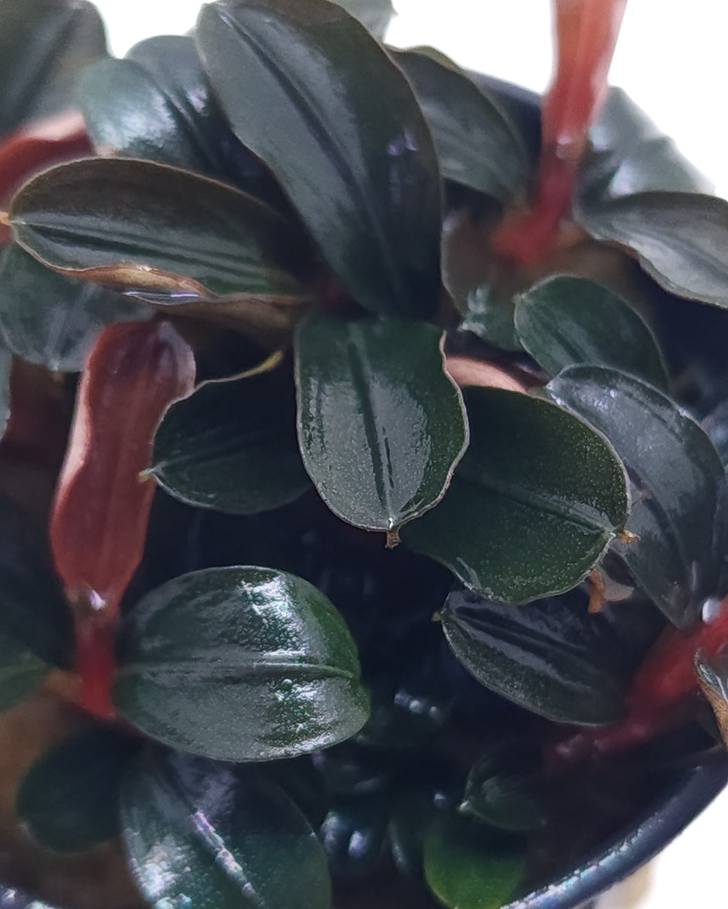 BUCEPHALANDRA SP. KEDAGANG MINI ROUND