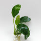 Anubias barteri var nana (paxing +compact)