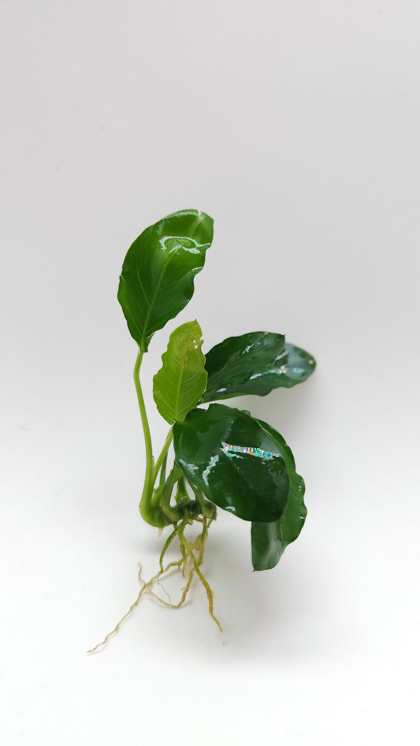 Anubias barteri var nana (paxing +compact)