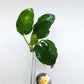 Anubias barteri var nana (paxing +compact)