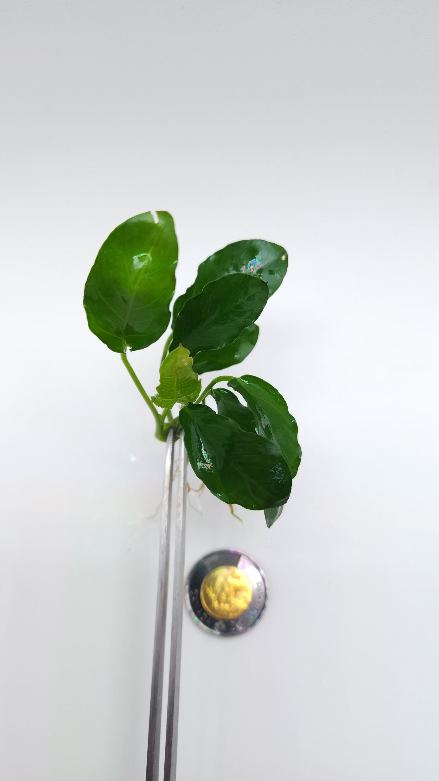 Anubias barteri var nana (paxing +compact)