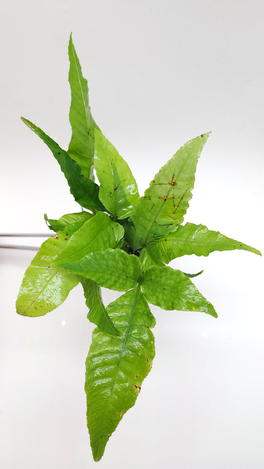 Bolbitis Heteroclita Asiatica