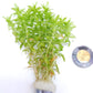 Tonina Fluviatilis