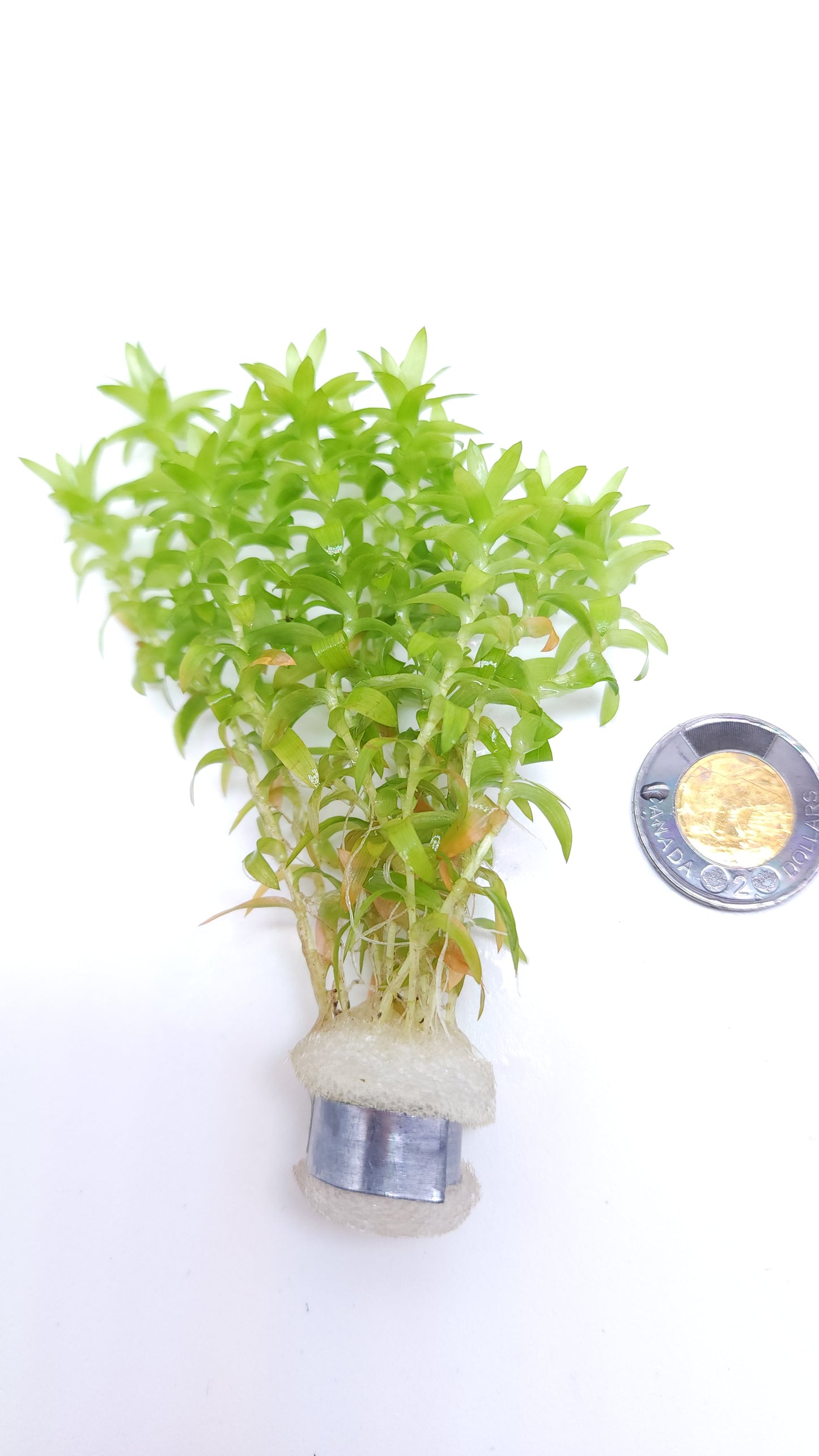 Tonina Fluviatilis