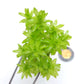 Tonina Fluviatilis