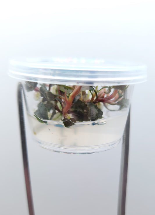 BUCEPHALANDRA SP.  KEDAGANG JAPAN T/C [Small] CUP