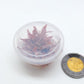 Cryptocoryne Wendtii Flamingo T/C [Small] CUP