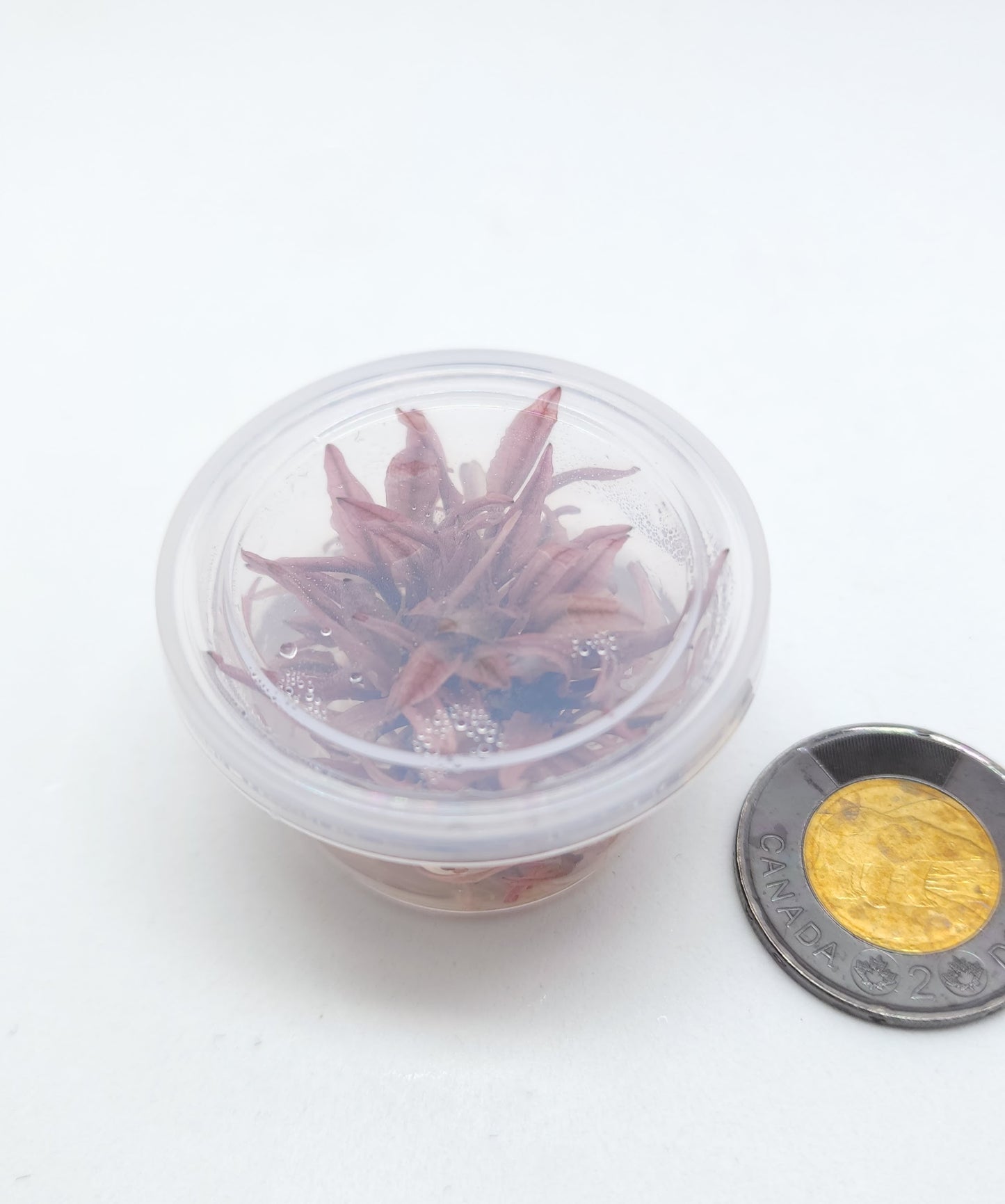 Cryptocoryne Wendtii Flamingo T/C [Small] CUP