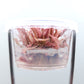 Cryptocoryne Wendtii Flamingo T/C [Small] CUP
