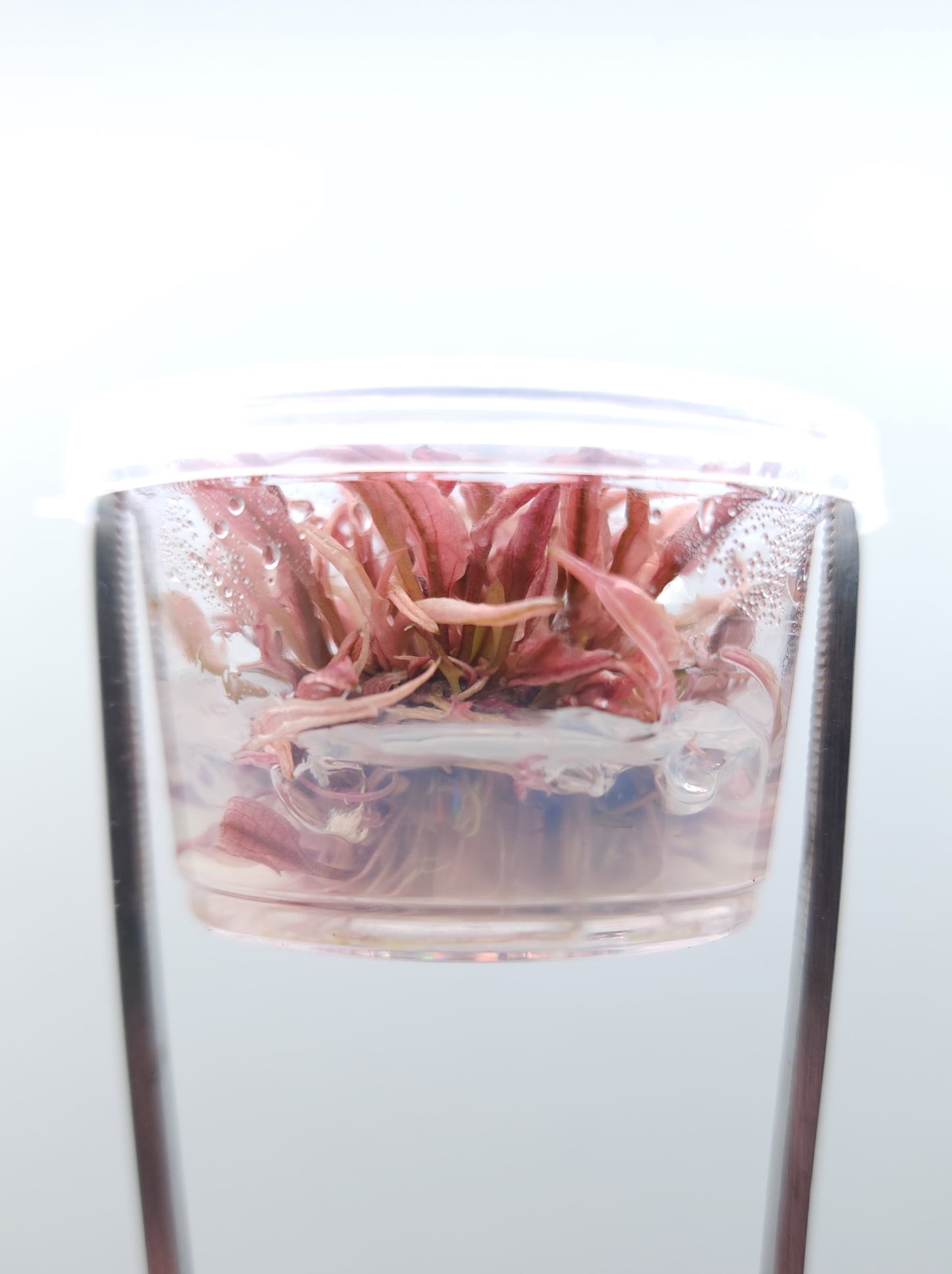 Cryptocoryne Wendtii Flamingo T/C [Small] CUP