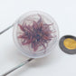 Cryptocoryne Wendtii Flamingo T/C [Small] CUP