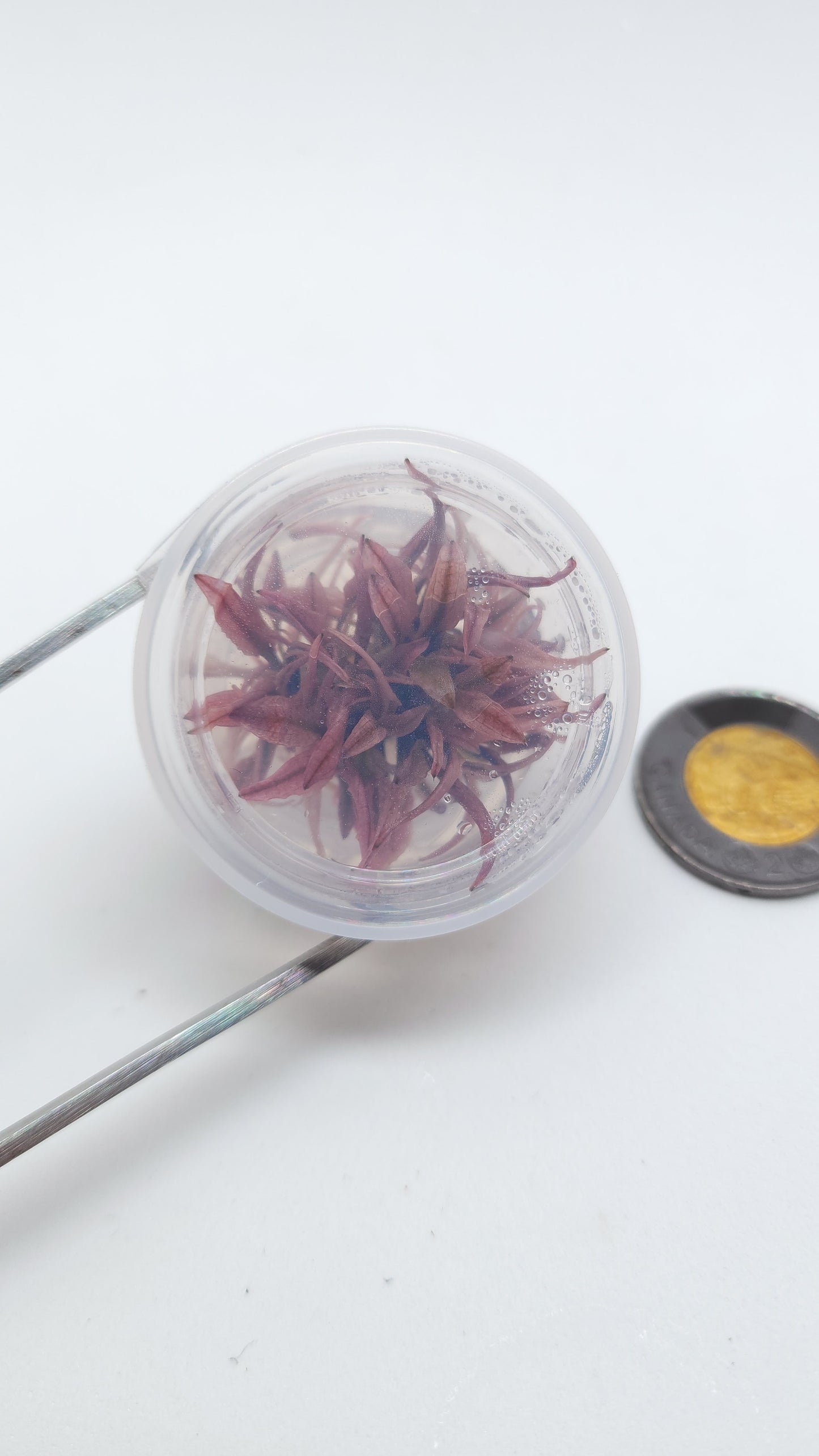 Cryptocoryne Wendtii Flamingo T/C [Small] CUP