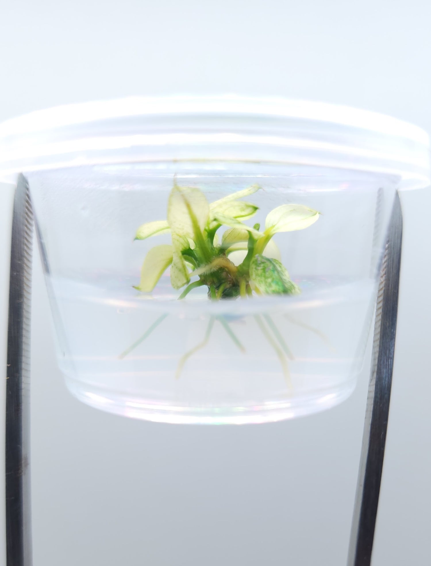ANUBIAS