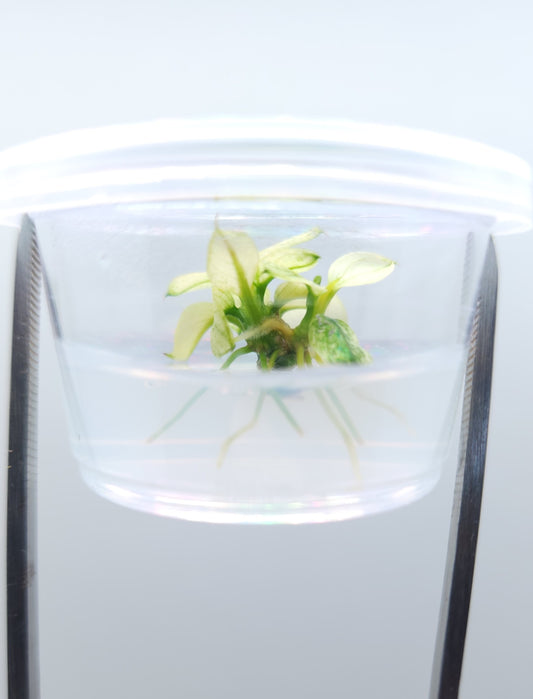 Anubias barteri var nana (pinto) T/C [Small] CUP