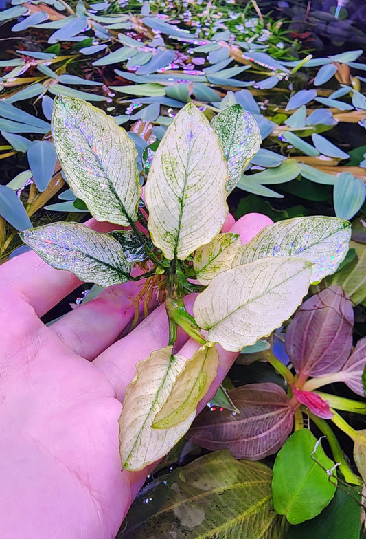 Anubias nana pinto