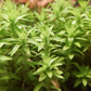 Tonina Fluviatilis