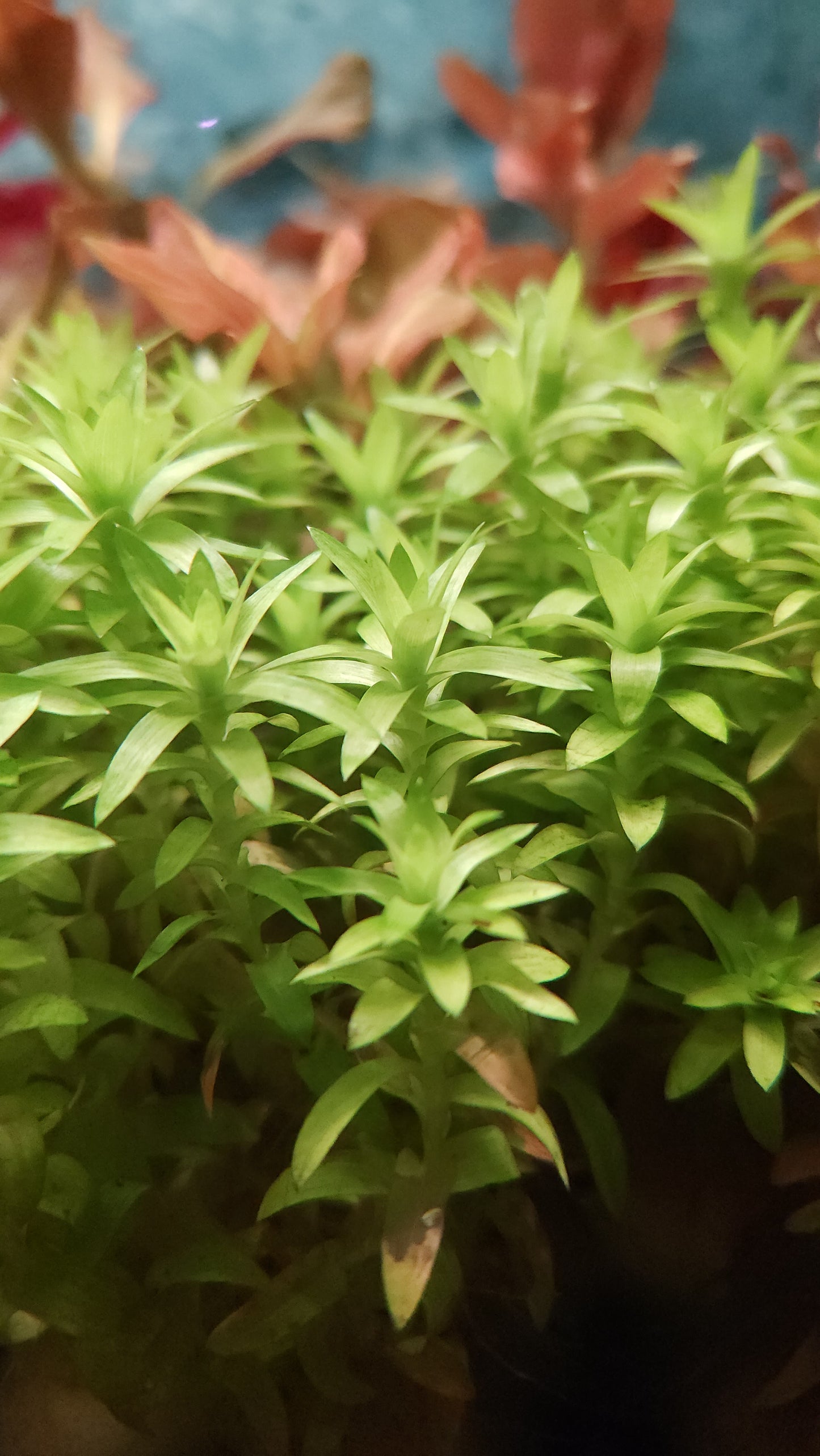 Tonina Fluviatilis